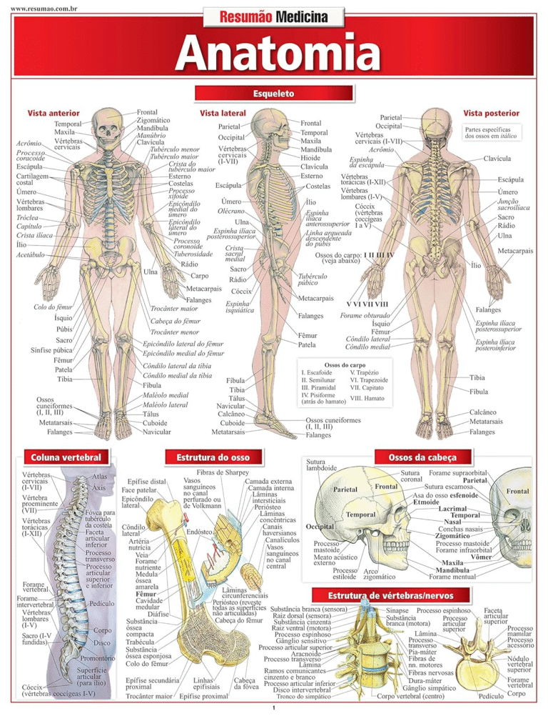 Anatomia | Andréa Barros, Vincent Perez e Maria Ignez Teixeira França | Ebook |