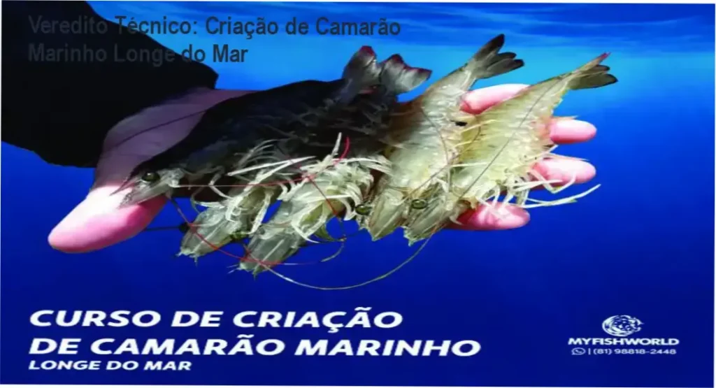 Curso de Criação de Camarão Marinho My Fish World bastidores e funcionamento do sistema