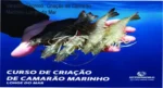 Curso de Criação de Camarão Marinho My Fish World bastidores e funcionamento do sistema